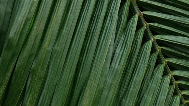 Close-up macro texture of tropical palm leaf surface with orange rust spots and diagonal green stripes pattern in natural light
