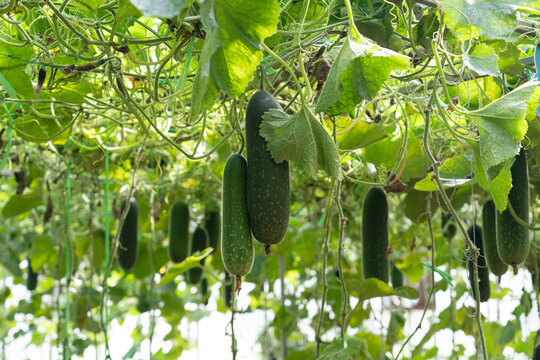 Winter melon gourds growing on a trellis in a greenhouse