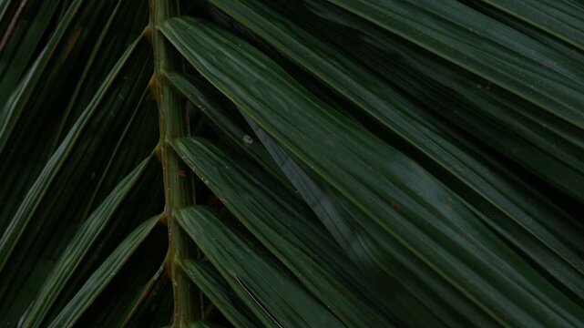 Close-up macro texture of tropical palm leaf surface with orange rust spots and diagonal green stripes pattern in natural light