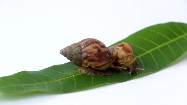 Close up macro footage of an Achatinidae land snail appearing and slowly crawling across a green leaf. Natural wildlife behavior of a mollusk with detailed shell texture, and isolated background.