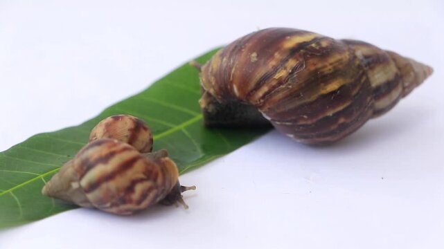 Close up macro footage of an Achatinidae land snail appearing and slowly crawling across a green leaf. Natural wildlife behavior of a mollusk with detailed shell texture, and isolated background.