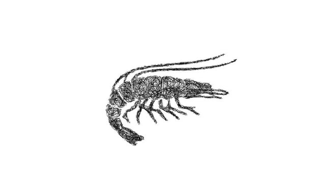 Sketch krill icon animation - smooth progressive reveal