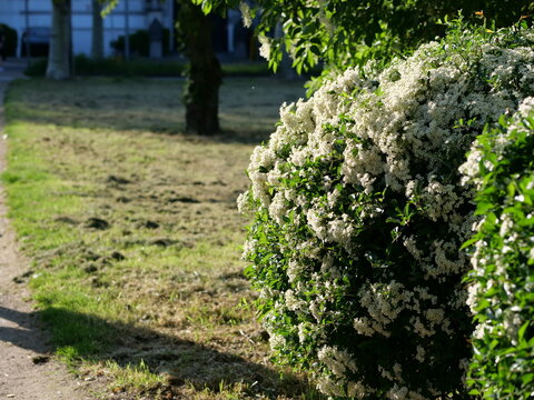  large, round 
bush covered in small white blossoms 
positioned on the right side. The left side 
reveals a spacious public park lawn that has 
been recently mowed, leaving dried grass 
clippings scat