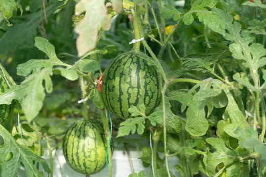 Young watermelons growing on vines in a greenhouse