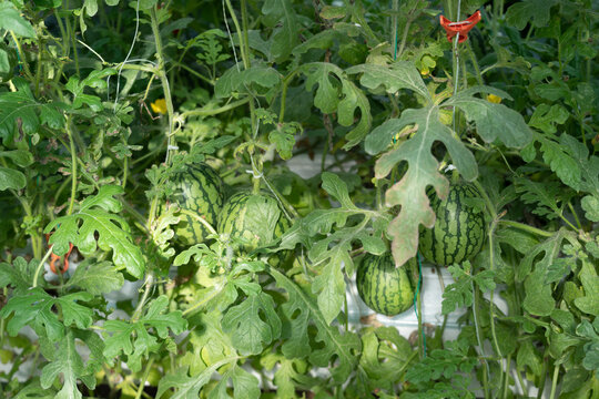 Young watermelons growing on vines in a greenhouse