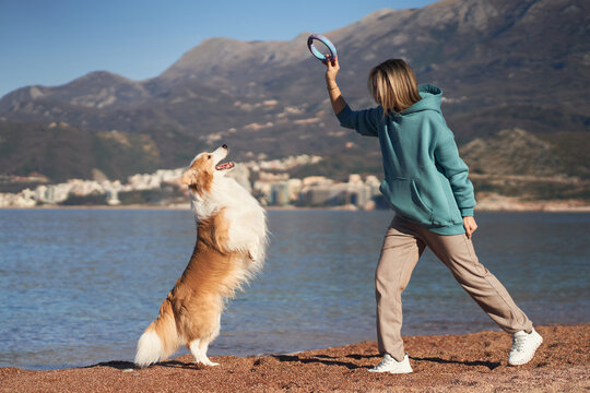 A woman encourages her dog to jump by raising her hand on a beach. The Border Collie leaps vertically on the sandy shore by the water.