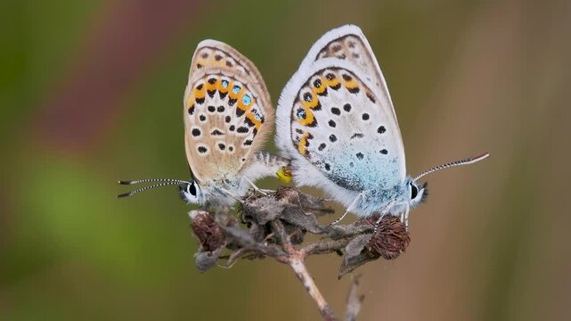 Silver-studded Blue Butterflies Mating