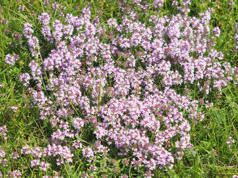 Wild thyme (Thymus serpyllum) growing in a natural summer meadow