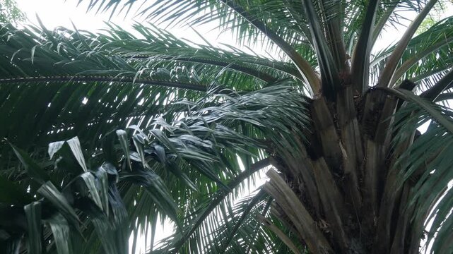 Low angle upward view of tropical palm tree canopy with overlapping green feathery fronds against bright sky