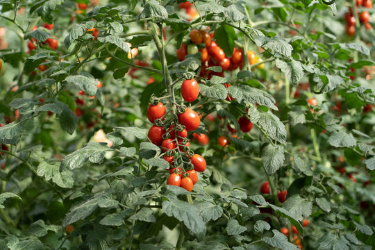 Cherry tomatoes growing in commercial greenhouse cultivation