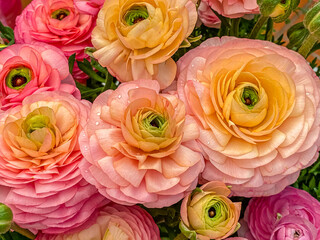 Fototapeta premium Colorful ranunculus flowers arranged in a bunch at a local florist shop in springtime