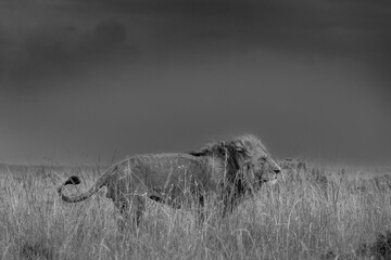 Late Evening Stormy Sky and Lion © George Erwin Turner
