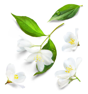 Fresh white jasmine flower set isolated on white background. Transparent background and natural transparent shadow; Ingredient, spice for cooking. collection design element