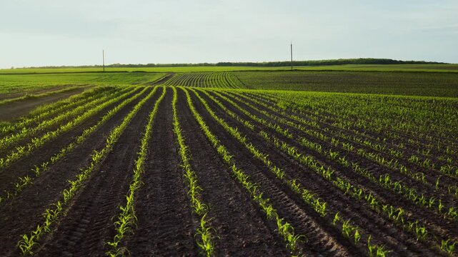 Young corn seedlings growing in rows on a vast agricultural field at sunset with a gentle camera movement