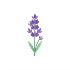 Obraz premium Purple lavender flower on isolated transparent background