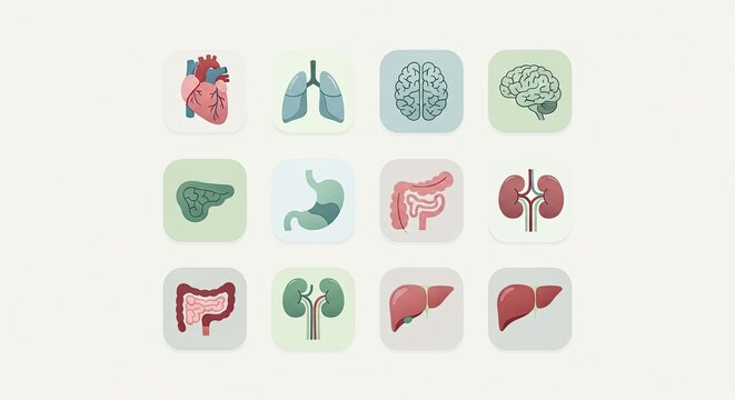Human internal organ icons set for medical app interface