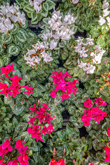 Naklejka premium Colorful flowers in a garden display with green leaves during daylight in a vibrant setting