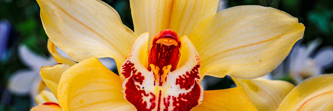 Yellow orchid blooms in garden setting during sunny afternoon hours with various flowers in background