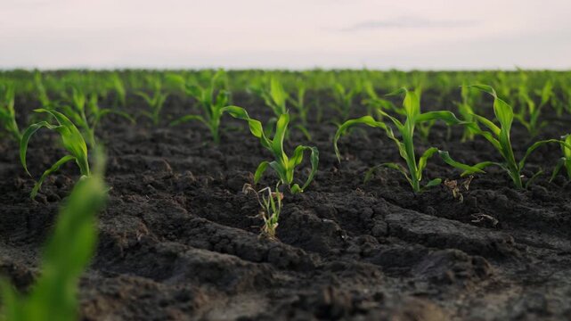 Young corn seedlings growing in an agricultural field during a cloudy spring day with a gentle breeze blowing