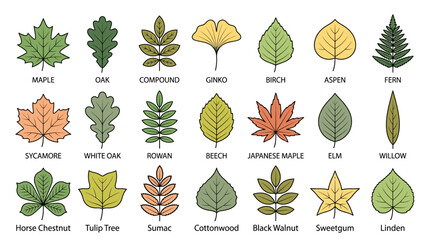 Flat lay of various types of leaves on a white background, showcasing maple, oak, and pine foliage in a colorful arrangement. © ahmad