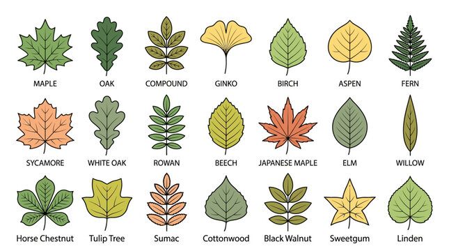 Flat lay of various types of leaves on a white background, showcasing maple, oak, and pine foliage in a colorful arrangement.