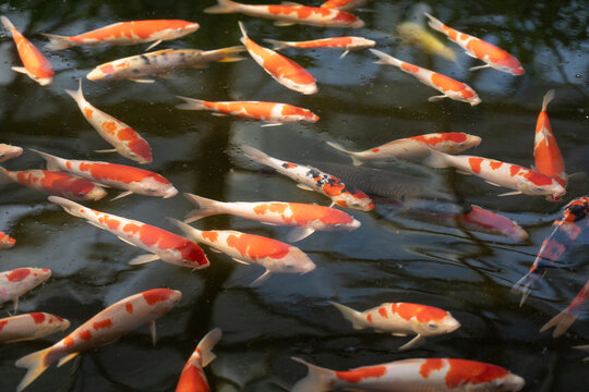 Colorful koi fish swimming in an ornamental pond