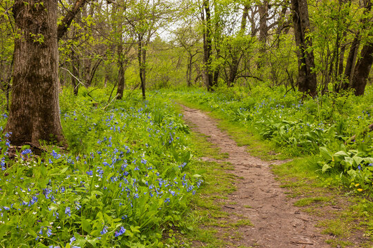 A Hiking Trail In The Woods During Spring with Blue Bell Wildflowers