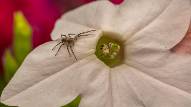 Springspinne