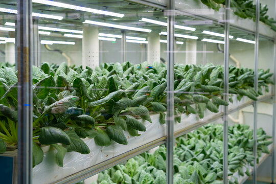 Vertical farming growing fresh leafy greens with led lights
