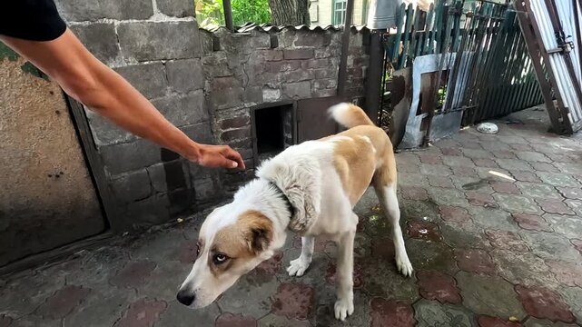 Male volunteer trying to stroke alabai dog to evacuate him from frontline city. Russian attacks endanger lives daily both human and animal in ukrainian territory. Scene shows need to protect innocent