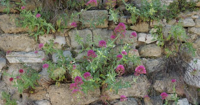 Centranthus ruber coccineus | Centranthe rouge - Lila d'Espagne - Barbe de Jupiter - Val&eacute;riane des jardins. Touffes &eacute;rig&eacute;es en ombelles rouges d&eacute;coratives bordant un mur de vieilles pierres
