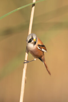Bearded Reedling - Panurus biarmicus perched on a reed in El Taray, Spain. Male bird displaying its grey head, black moustache, warm brown plumage and delicate features in a natural wetland habitat. 