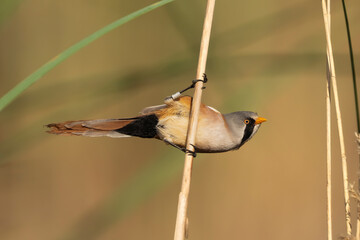 Bearded reedling - Panurus biarmicus splitting legs on a reed in El Taray, Spain. Male bearded tit profile in a wetland habitat. High-quality nature stock photography. © PIOTR