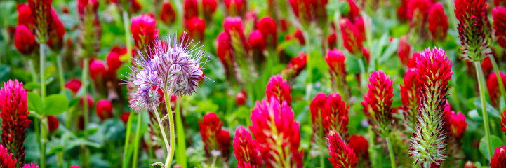 Obraz premium Field with vibrant red clover flowers growing among green grass in daylight during spring season