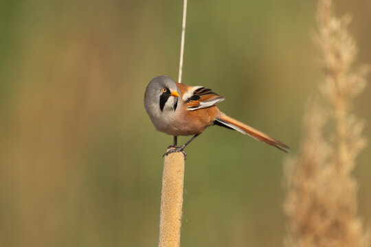 Male bearded reedling - Panurus biarmicus perched on top of a bulrush stem in El Taray, Spain. Beautiful wildlife stock photo with a soft, blurred background.