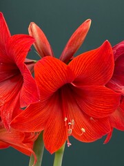 Fototapeta premium Bright red flowers bloom indoors on a green background during daylight hours in a home setting