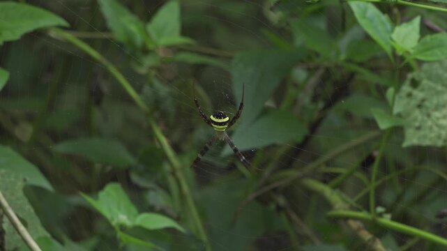 St Andrew's Cross Spider on Orb Web in Jungle Close Up 4K