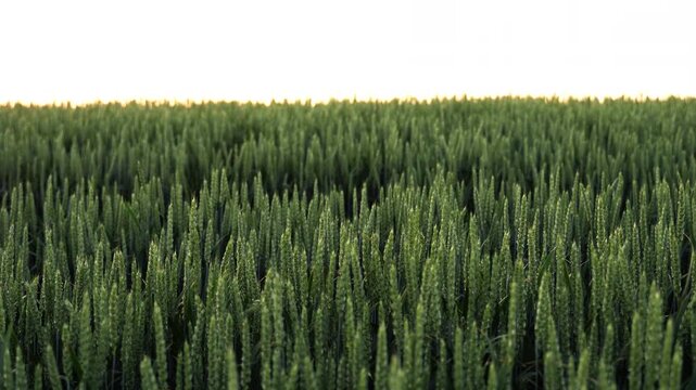 Green wheat field waving in the wind isolated on a pure white background for sky replacement and compositing purposes
