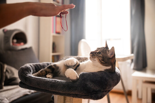 Cat lounging on perch while owner teases with a toy