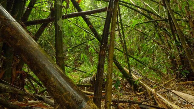 Rain Falling Through Dense Bamboo Forest in Humid Jungle