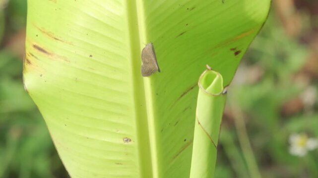 Adult Moth Climbing Green Banana Leaf in Tropical Plantation