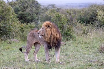 Quite the Mane © George Erwin Turner