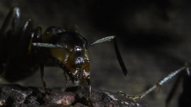 Ant, wood ant, Formica rufa, ants, red ant,   anthill , artificial anthill, adults, worker, pupa, pupae, wood, Gran Paradiso National Park, Italy