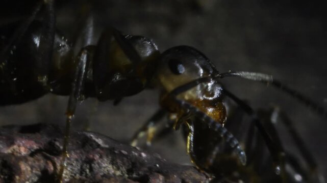 Ant, wood ant, Formica rufa, ants, red ant,   anthill , artificial anthill, adults, worker, pupa, pupae, wood, Gran Paradiso National Park, Italy
