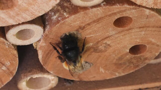 mining bee,  Osmia sp. ,  artificial nest,  Osmia is is a genus of insects in the family Megachilidae, , mining bee , solitary bee, Monza, Italy