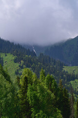 Moody and atmospheric highland landscape with a misty pine forest and a winding stream disappearing into fog. © Mikhail
