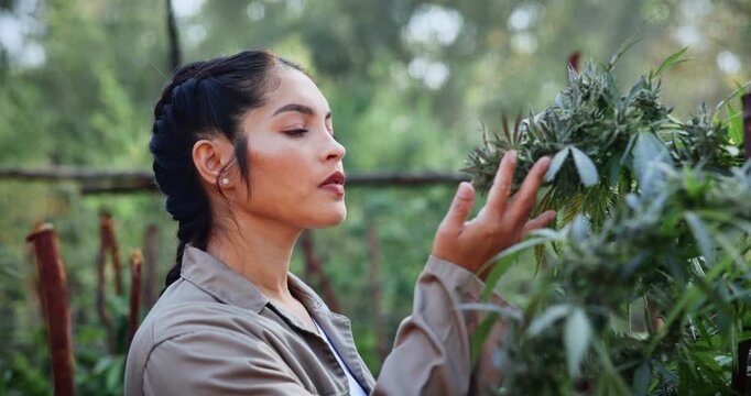 Woman, inspection and weed at marijuana farm with quality assurance and check growth for sustainability. Farmer, person and plant evaluation outdoor for cannabis production, harvest and agriculture.