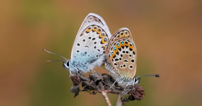 Silver-studded Blue Butterflies Mating