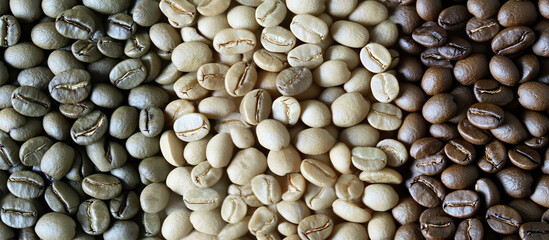 Fototapeta premium A variety of coffee beans are arranged in a gradient from green to brown.