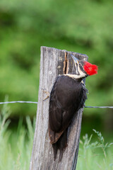 01194-00208 Pileated Woodpecker (Dryocopus pileatus) Great Smoky Mountains NP TN © Daybreak Imagery